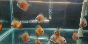 Discus Fishes