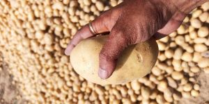 Fresh Potato