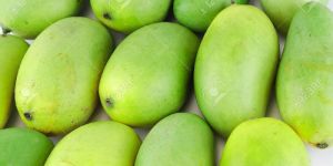 Mango Fruit