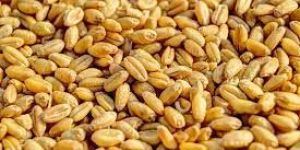 Wheat Grain