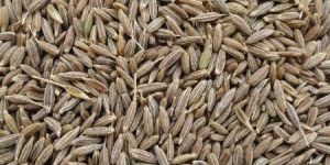 Cumin Seeds