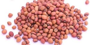 Organic Red Cowpea Beans