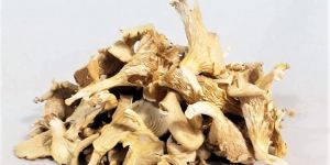 Dried Oyster Mushroom