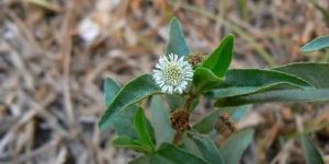 Green Bhringraj Whole Plant