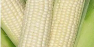 Fresh White Maize