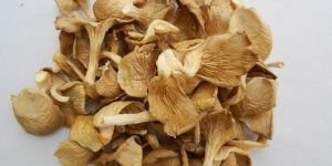 Dry Oyster Mushroom
