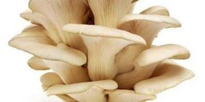 Fresh Oyster Mushroom