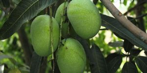 Organic Kesar Mango