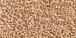 Almond