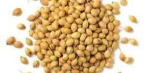 Coriander Seeds