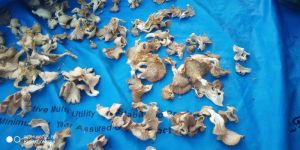 Dry Oyster Mushroom