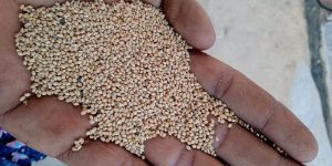 Foxtail Millet