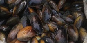 Mussels