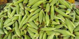 Sweet Corns