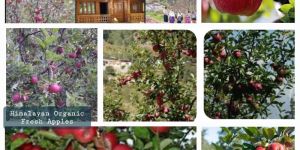 Himalayan Organic Fresh Apples