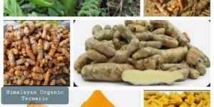 Himalayan Organic Turmeric