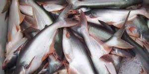 Pangasius Fish