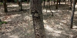 Red Sandalwood Plants