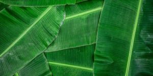 Banana Leaf