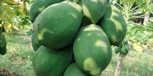 Fresh Papaya