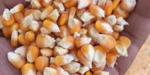 Yellow Maize