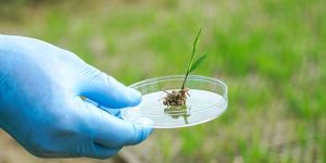 Rice Testing Laboratory