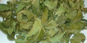 Azadirachta Indica