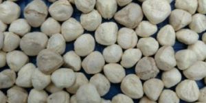 MORINGA KERNEL SEEDS