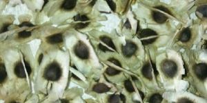 Moringa Seeds with Wing