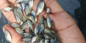 Tilapia Fish Seeds