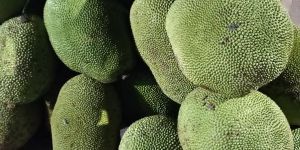Jackfruit