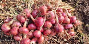 Fresh Red Onion