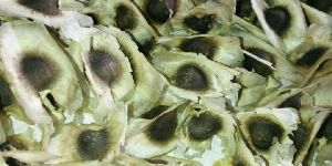 Moringa Oleifera Wings Seed