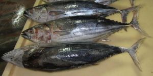 Frozen Skipjack Tuna Fish