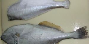 Frozen Unicorn Leather Jacket Fish