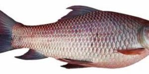 Fresh Rohu Fish