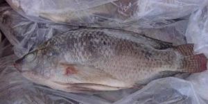 Frozen Tilapia Fish