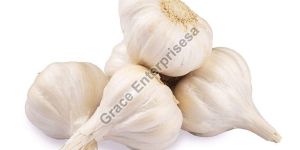 Fresh Garlic