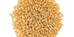 Sharbati Wheat Seeds