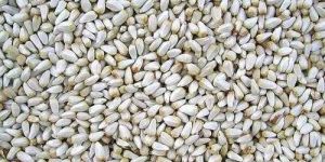 White Safflower Seeds