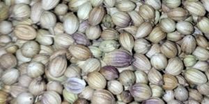 Coriander Seeds