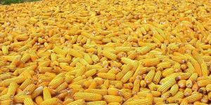 Maize Cattle Feed