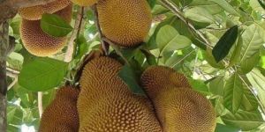 Jackfruit