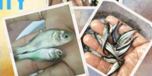 Rupchanda Fish Seed Big Size