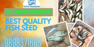 Vannamei Prawn Seeds