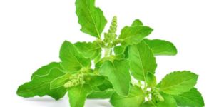 Tulsi Powder