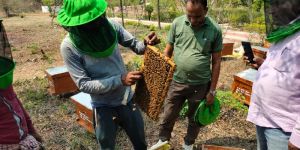 Bee Farming Services