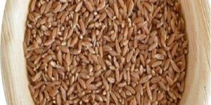 Organic Wheat