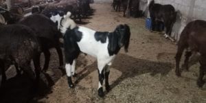 Sheep and Goats Meat