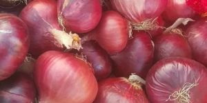 Organic Red Onion